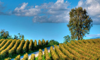 Casa Adea, gusto biologico in Franciacorta