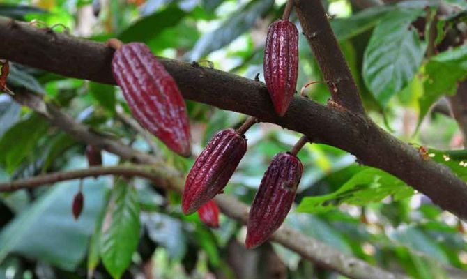 Pianta di cacao in Africa