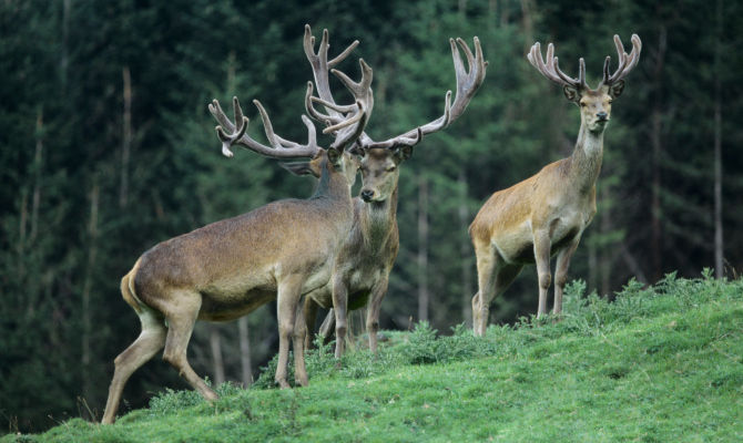 Cervi nel bosco<br>