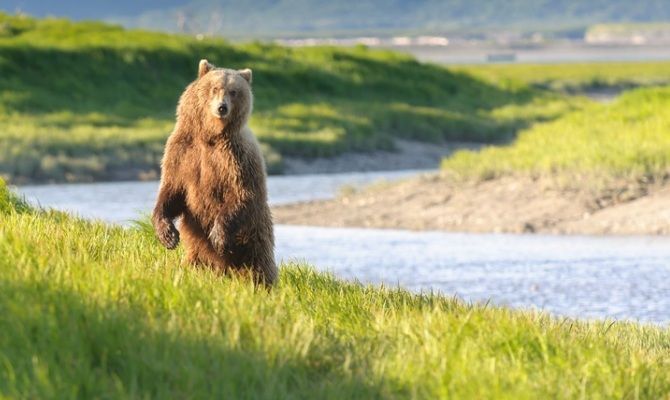 Orso in Alaska