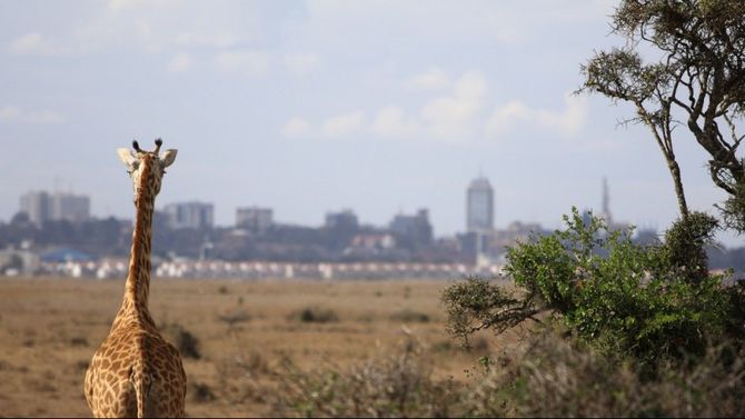 Kenya Nairobi Park