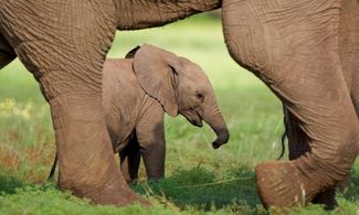 I più bei safari in Botswana