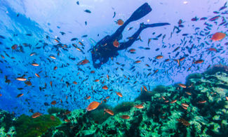 Diving in Sudafrica: 5 cose da sapere prima di partire