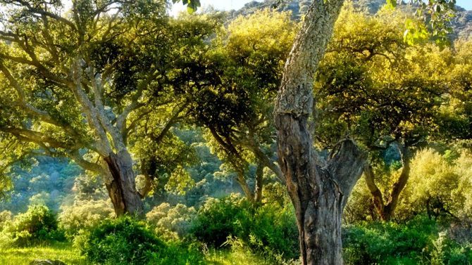 Parco Naturale Los Alcornocales