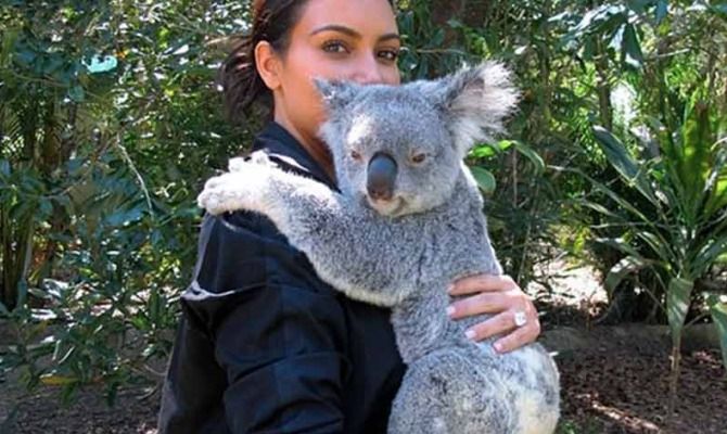 koala, australia, Kim Kardashian