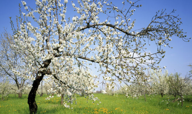 Primavera a Vignola