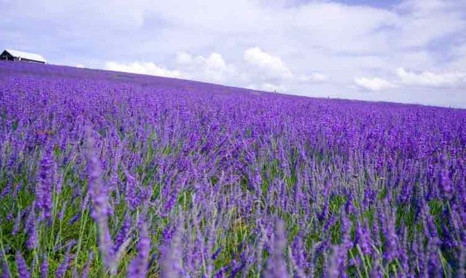 LAVANDA