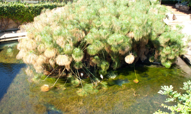 Pianta di papiro a Siracusa