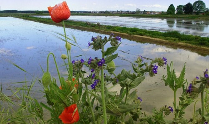 risaia, fiori, riso, piemonte, vercelli, natura