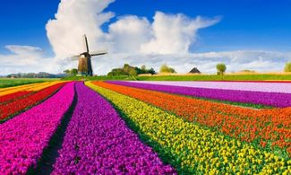 L'Olanda dei Tulipani: i percorsi più belli