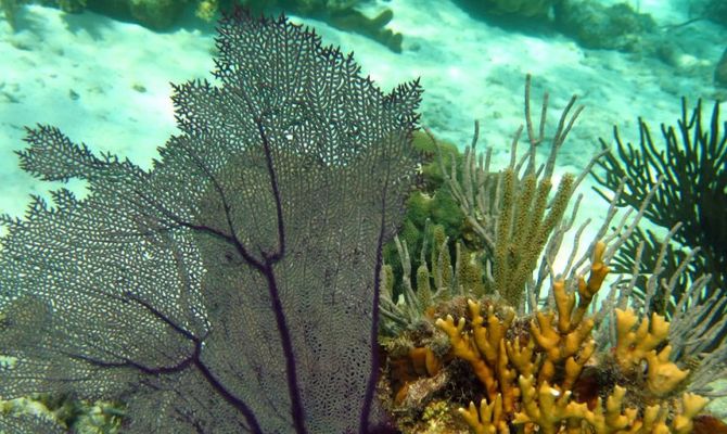Coralli nei fondali marini di Cuba