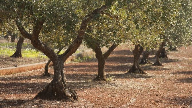 Olio Dop Terre Tarentine foto