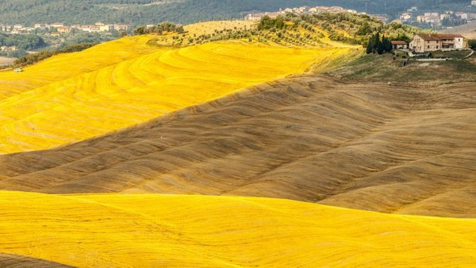 Olio Terre di Siena Dop