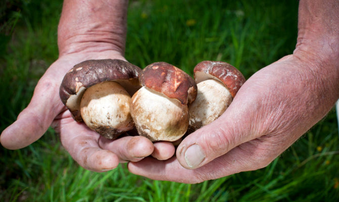 Funghi porcini