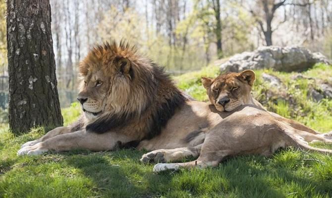 leoni, falini, animali, natura, safari, savana, safaripark piemonte