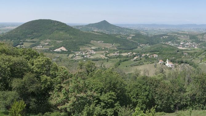 Olio Veneto Valpolicella Dop foto