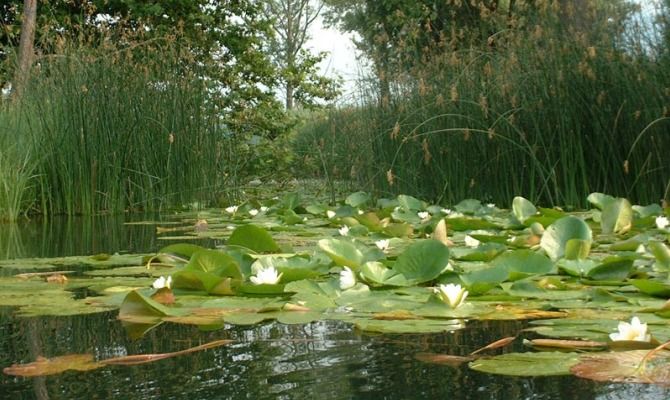 stagno palude ninfee natura acqua fiori 