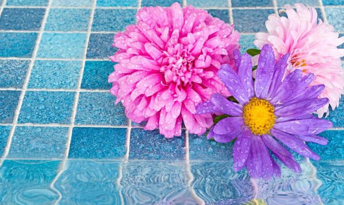 Fiori rosa e viola