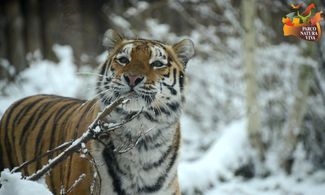 Parco Natura Viva: Natale con gli animali 