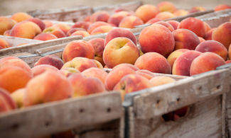 frutti estivi