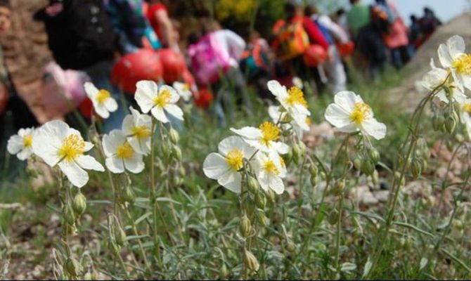 Fiori bianchi