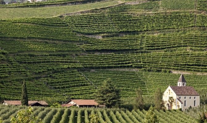 vigne, alto adige, campagna, chiesa