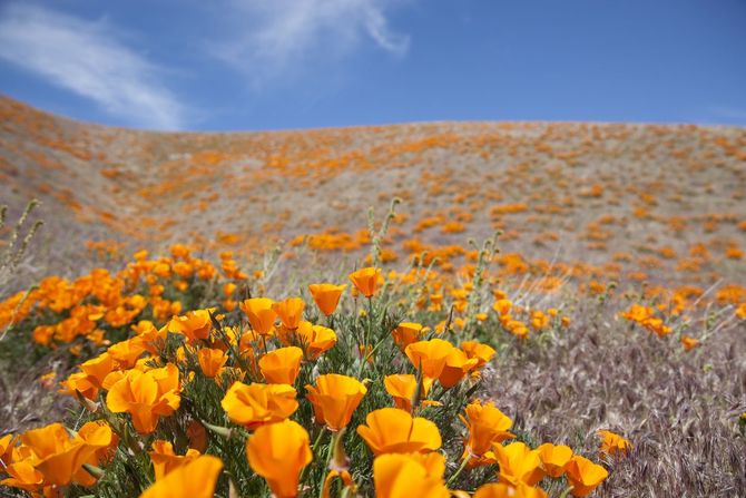 5 Antelope Valley California Poppy Reserve