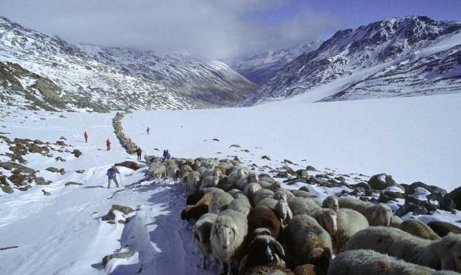 Pecore della Val Senales, transumanza<br>