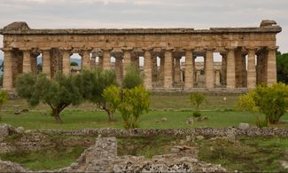 La Campania e gli ulivi nati tra i templi