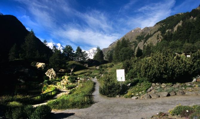 paradisia giardino botanico cogne alpi valle d'aosta