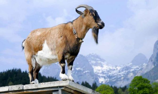 Capra su tetto