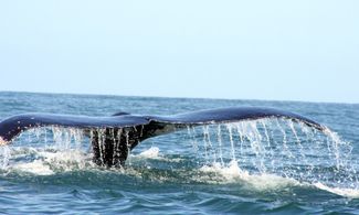 In Baja California è tempo di balene