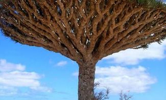 Yemen isola di Socotra