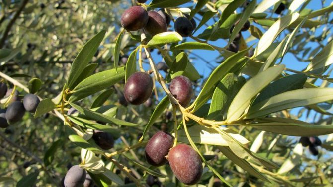 Olio Veneto del Grappa foto