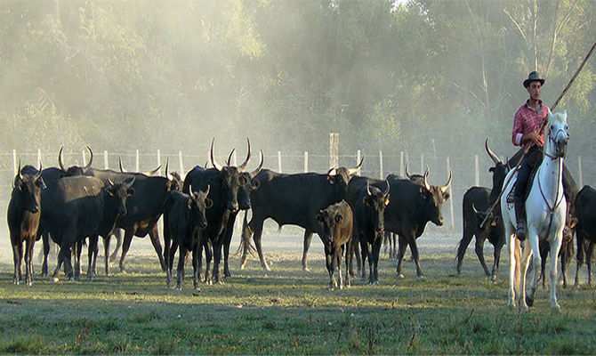 La Manade Blanc, cavaliere