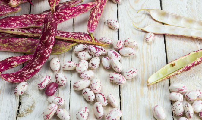 fagioli borlotti legumi baccelli zuppe regina