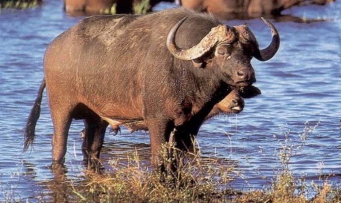 Bufalo del Botswana
