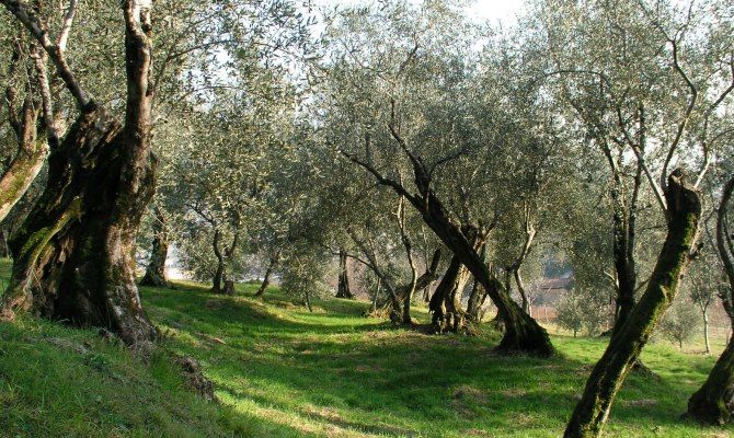 Oliveto, natura, toscana