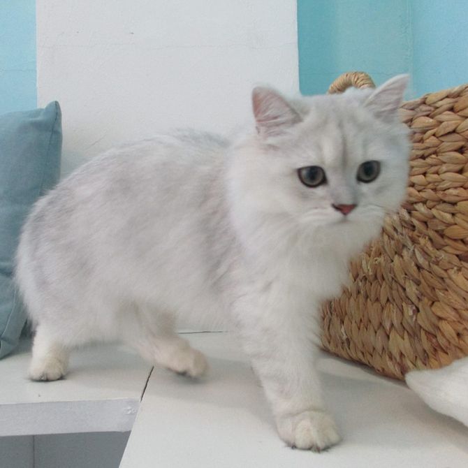 Moff Animal Cafe