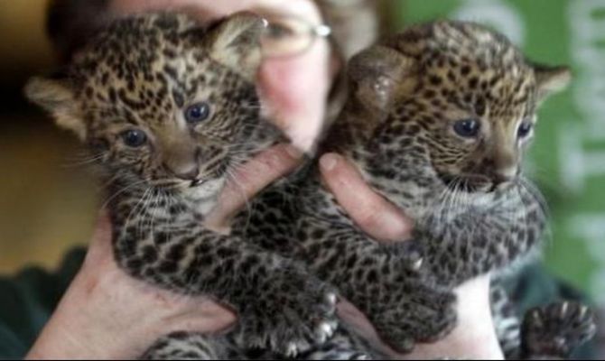 Cuccioli di leopardo allo Zoo di Berlino