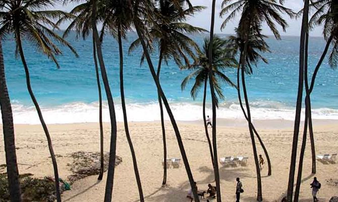Spiaggia con palme a Barbados