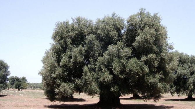 olio Dop Penisola Sorrentina foto