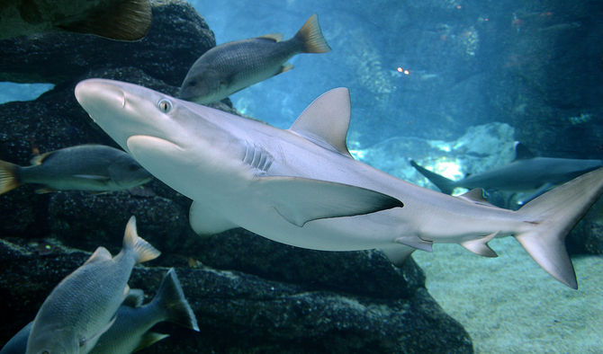 uShaka Marine World