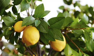 A Siracusa i limoni sono gioielli Igp 