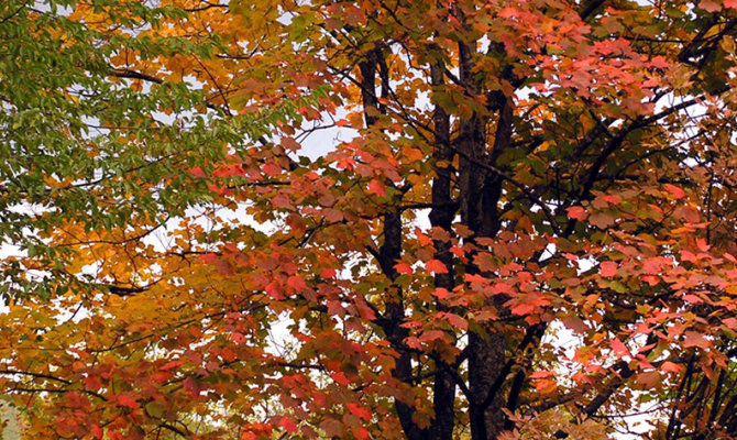 foreste casentinesi autunno foliage bosco<br>