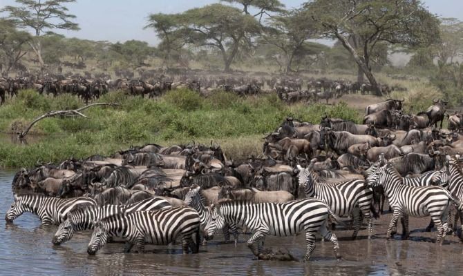 Serengeti fauna<br>