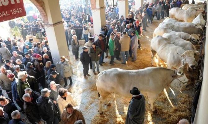 fiera del bue grasso, moncalvo, piemonte