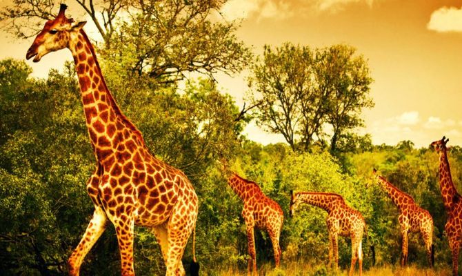 Safari in Kenya giraffe al Kruger National Park
