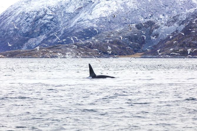 Sulle tracce delle orche in Norvegia