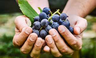 Tradizioni golose: 5 indirizzi tra vino, olio e grappe